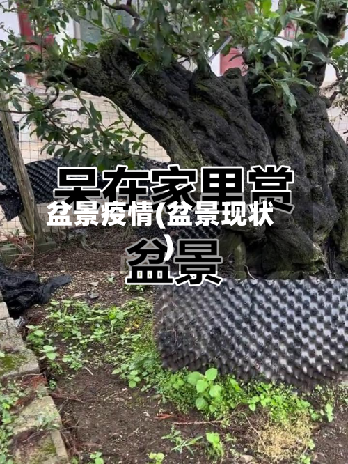 盆景疫情(盆景现状)