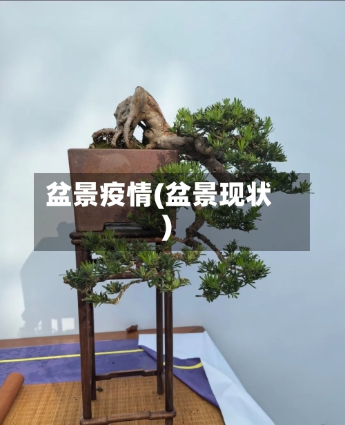 盆景疫情(盆景现状)-第2张图片
