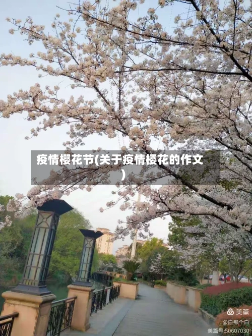 疫情樱花节(关于疫情樱花的作文)
