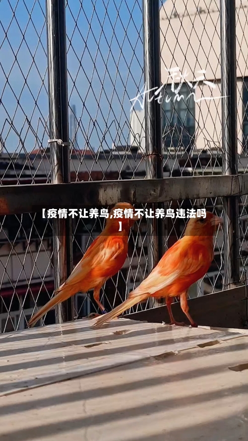 【疫情不让养鸟,疫情不让养鸟违法吗】-第3张图片