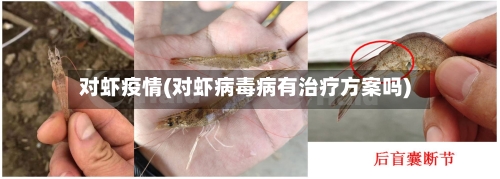 对虾疫情(对虾病毒病有治疗方案吗)-第2张图片