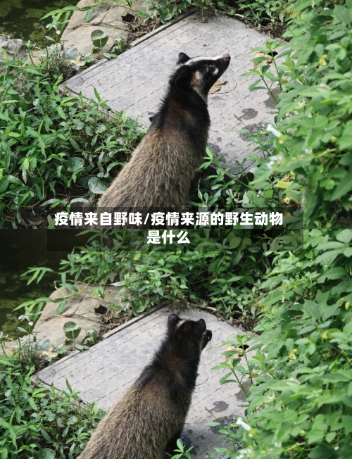 疫情来自野味/疫情来源的野生动物是什么
