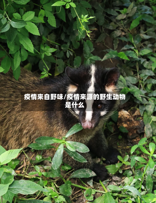 疫情来自野味/疫情来源的野生动物是什么-第3张图片