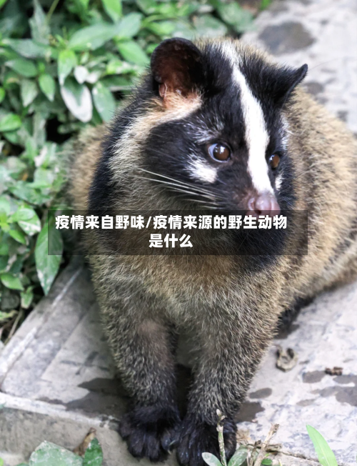 疫情来自野味/疫情来源的野生动物是什么-第2张图片