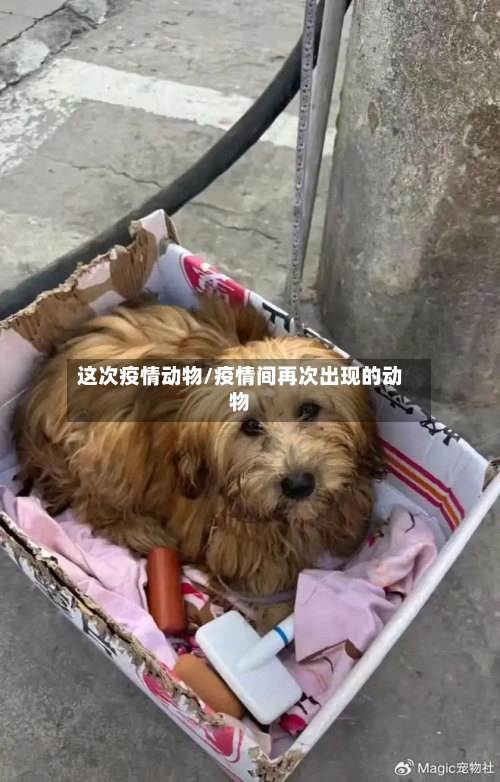 这次疫情动物/疫情间再次出现的动物-第2张图片