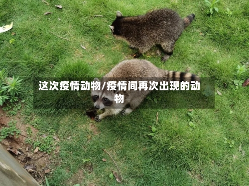 这次疫情动物/疫情间再次出现的动物