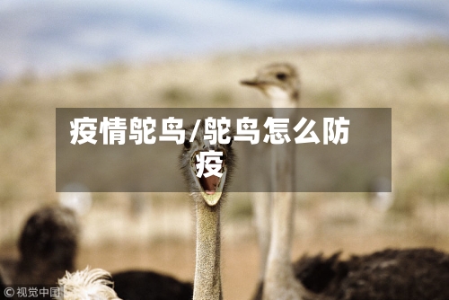 疫情鸵鸟/鸵鸟怎么防疫