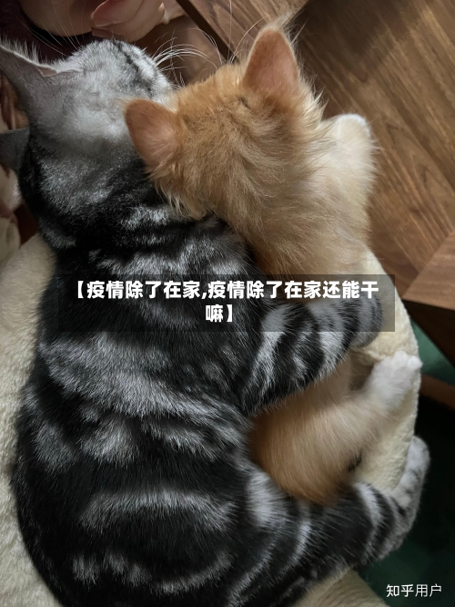 【疫情除了在家,疫情除了在家还能干嘛】-第2张图片