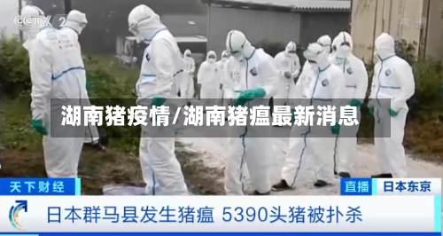 湖南猪疫情/湖南猪瘟最新消息