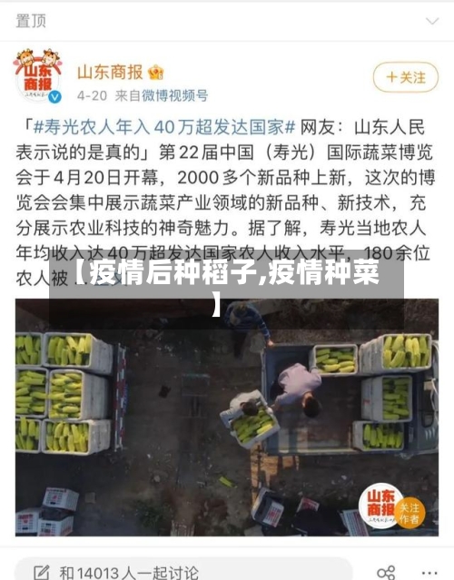 【疫情后种稻子,疫情种菜】-第3张图片