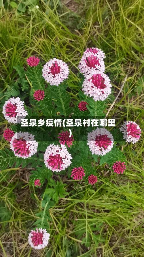 圣泉乡疫情(圣泉村在哪里)-第2张图片