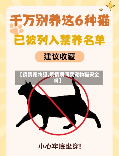 【疫情宠物猫,疫情期间买宠物猫安全吗】-第2张图片