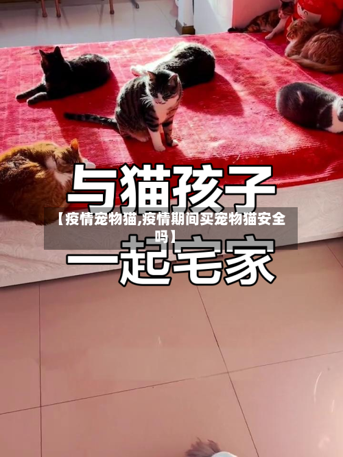 【疫情宠物猫,疫情期间买宠物猫安全吗】-第3张图片