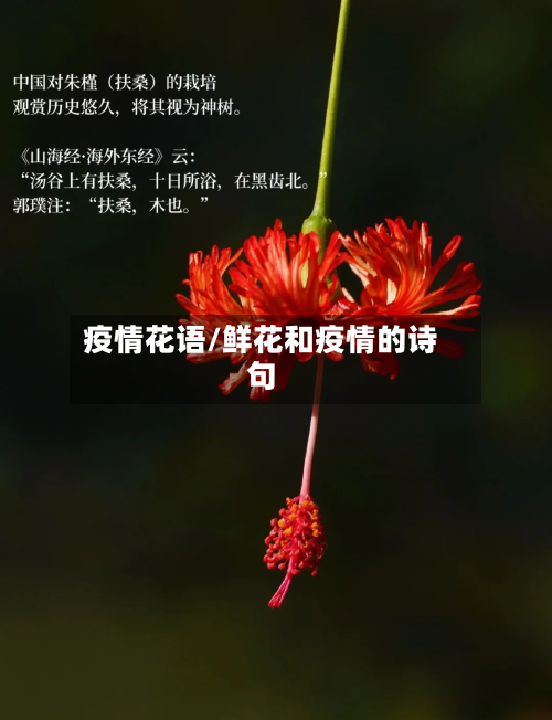 疫情花语/鲜花和疫情的诗句