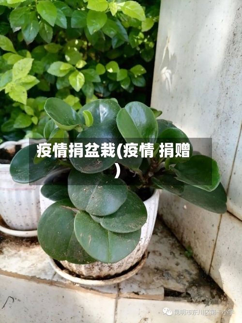 疫情捐盆栽(疫情 捐赠)-第2张图片