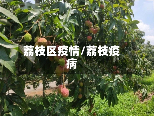 荔枝区疫情/荔枝疫病