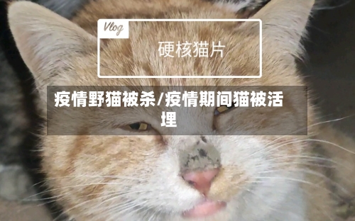 疫情野猫被杀/疫情期间猫被活埋