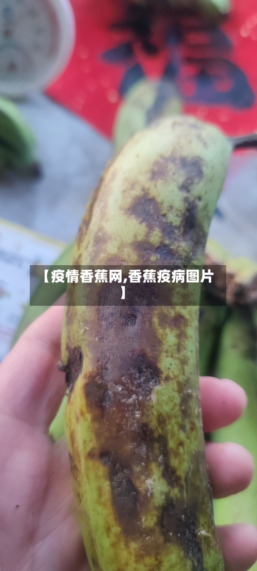 【疫情香蕉网,香蕉疫病图片】-第2张图片