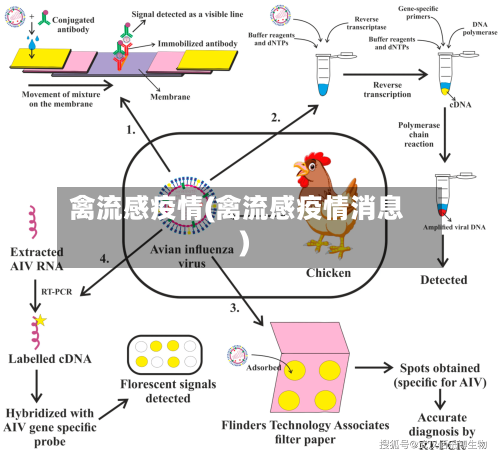 禽流感疫情(禽流感疫情消息)-第2张图片