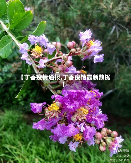 【丁香疫情通报,丁香疫情最新数据】