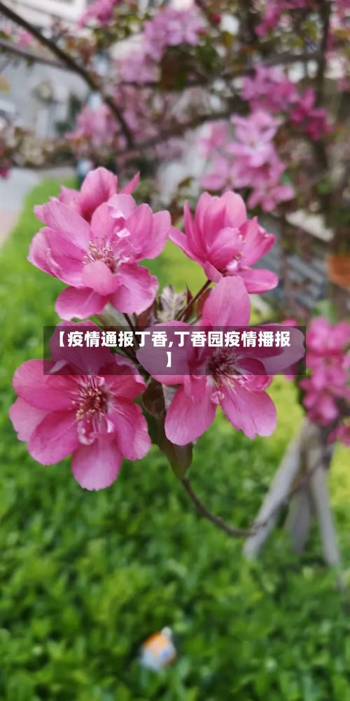 【疫情通报丁香,丁香园疫情播报】