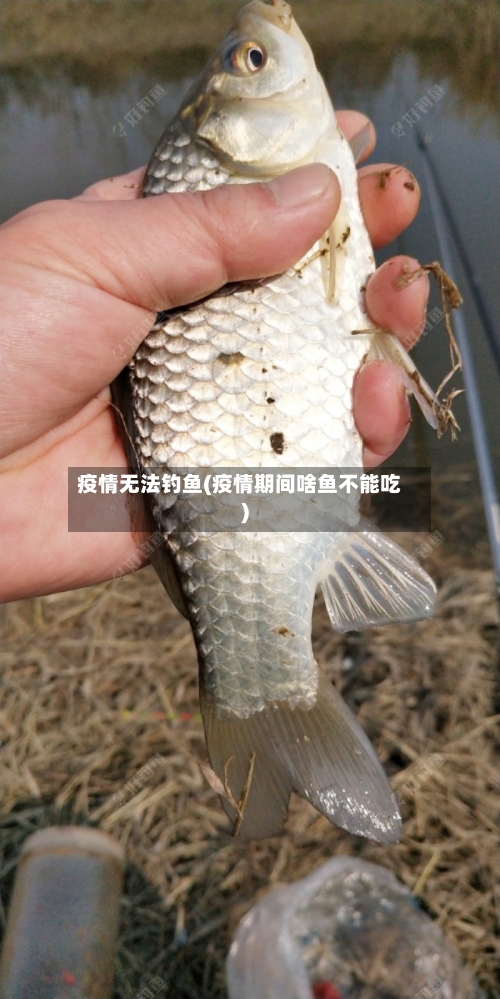 疫情无法钓鱼(疫情期间啥鱼不能吃)