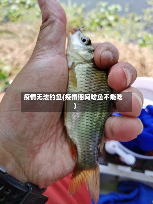疫情无法钓鱼(疫情期间啥鱼不能吃)-第2张图片