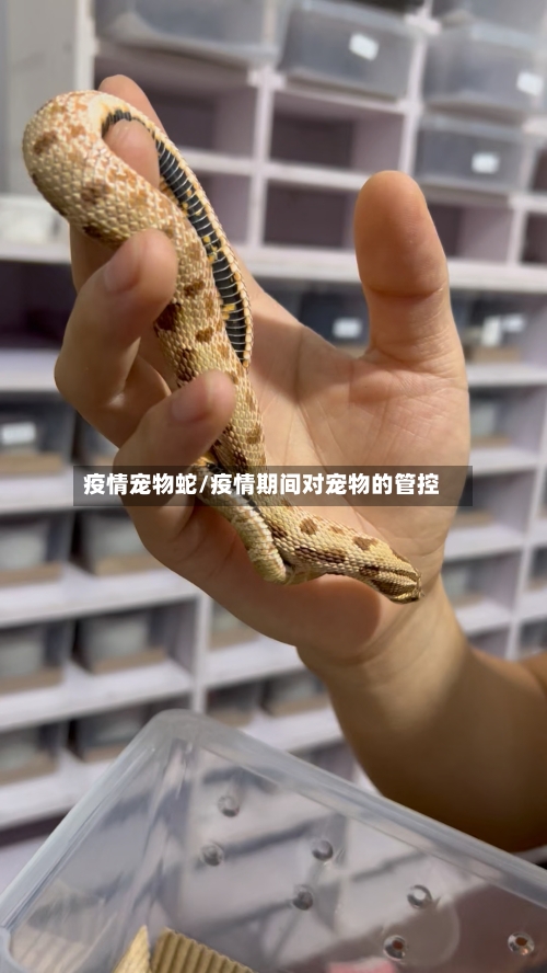 疫情宠物蛇/疫情期间对宠物的管控-第2张图片