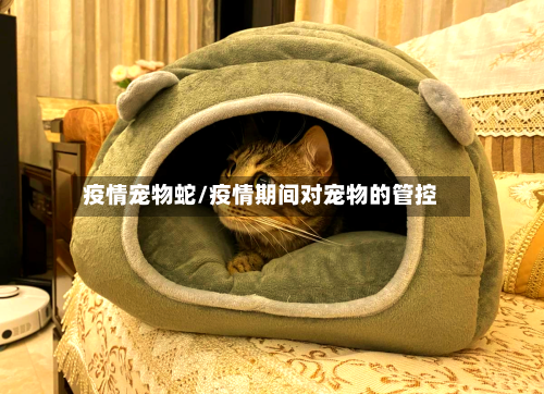 疫情宠物蛇/疫情期间对宠物的管控
