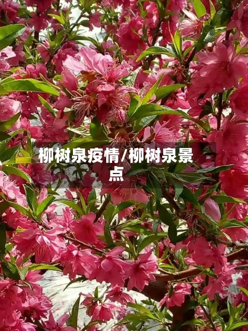 柳树泉疫情/柳树泉景点-第2张图片
