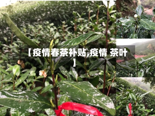 【疫情春茶补贴,疫情 茶叶】