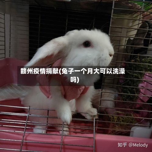 赣州疫情捐献(兔子一个月大可以洗澡吗)