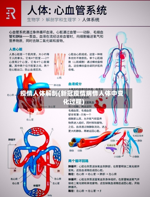 疫情人体解剖(新冠疫情病情人体中变化过程)