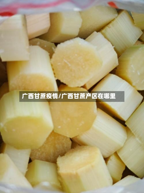 广西甘蔗疫情/广西甘蔗产区在哪里-第2张图片