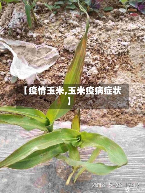 【疫情玉米,玉米疫病症状】-第3张图片