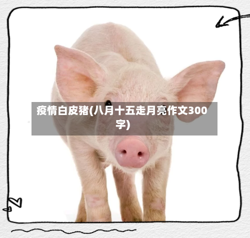 疫情白皮猪(八月十五走月亮作文300字)