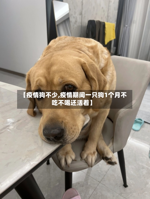 【疫情狗不少,疫情期间一只狗1个月不吃不喝还活着】