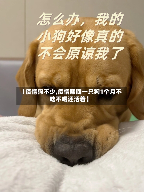 【疫情狗不少,疫情期间一只狗1个月不吃不喝还活着】-第2张图片
