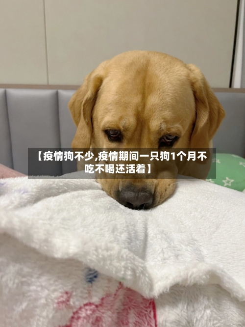 【疫情狗不少,疫情期间一只狗1个月不吃不喝还活着】-第3张图片