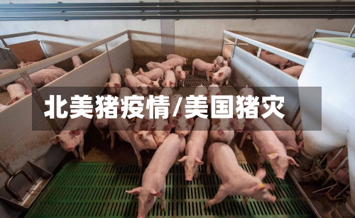 北美猪疫情/美国猪灾-第2张图片