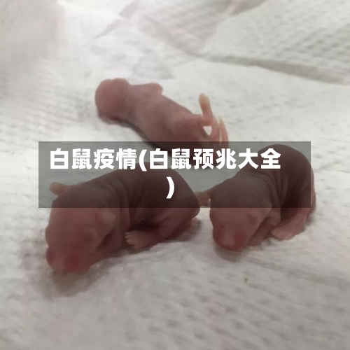 白鼠疫情(白鼠预兆大全)