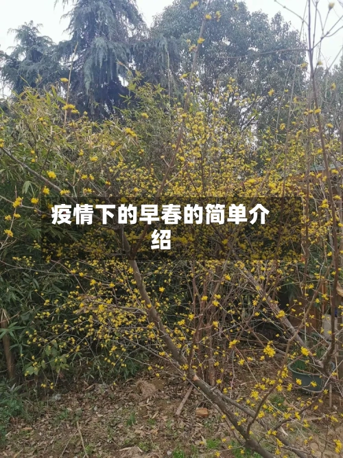 疫情下的早春的简单介绍