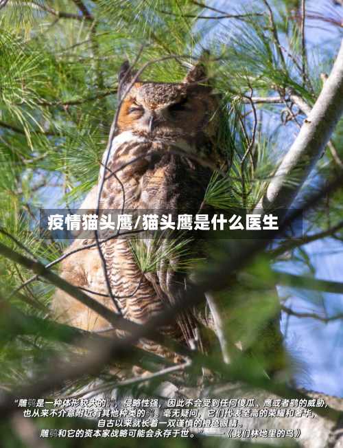 疫情猫头鹰/猫头鹰是什么医生-第3张图片