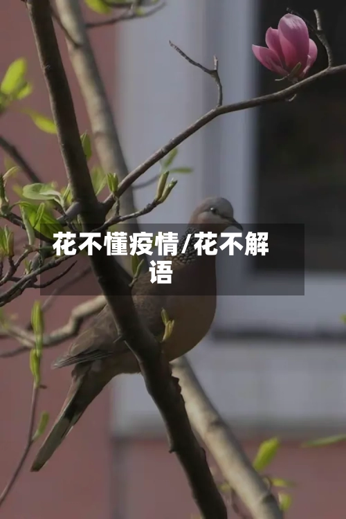 花不懂疫情/花不解语-第2张图片