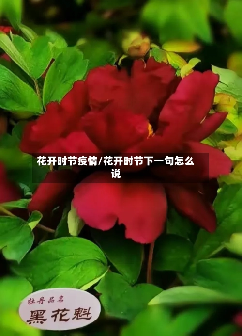 花开时节疫情/花开时节下一句怎么说-第2张图片