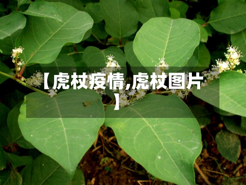 【虎杖疫情,虎杖图片】