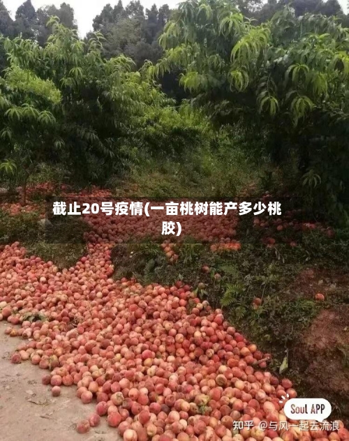 截止20号疫情(一亩桃树能产多少桃胶)