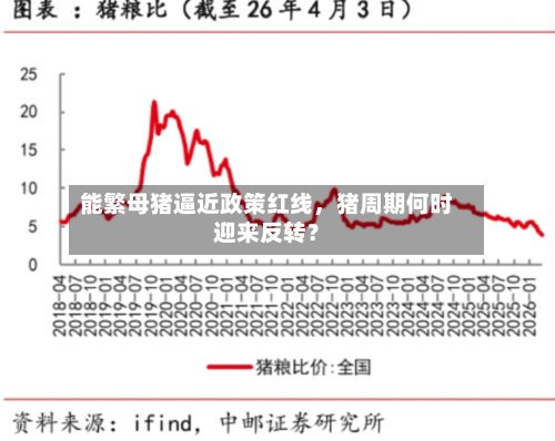 能繁母猪逼近政策红线	，猪周期何时迎来反转？-第3张图片