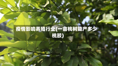 疫情影响养殖行业(一亩桃树能产多少桃胶)