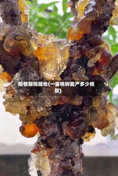 疫情期间服他(一亩桃树能产多少桃胶)